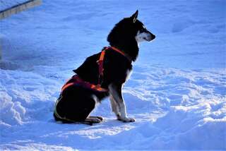 Фото Курортные отели Old Pine Husky Lodge г. Кеминмаа